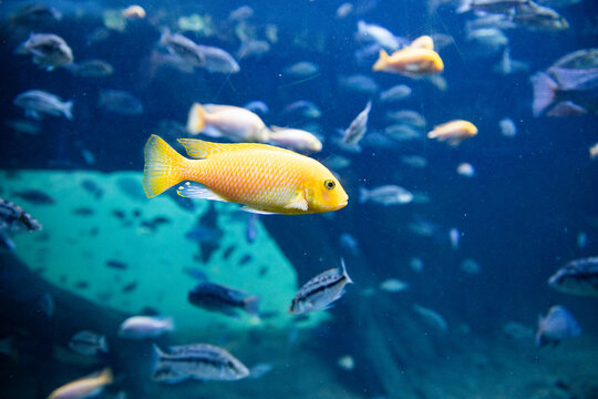 underwater image of tropical fish swimming