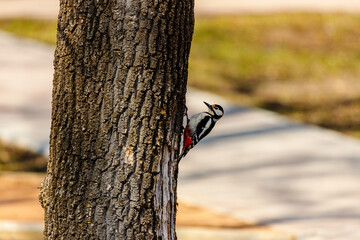 the woodpecker is looking for insects