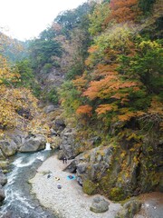 the beautiful autumn leaves of hatonosu valley in Tokyo