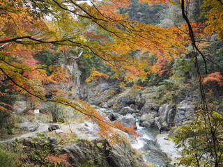the beautiful autumn leaves of hatonosu valley in Tokyo