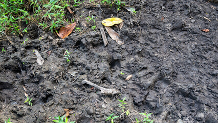 Animal Footprints in Mud at National Parks 