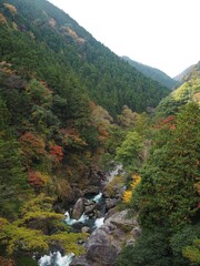 Fototapeta na wymiar the beautiful autumn leaves of hatonosu valley in Tokyo