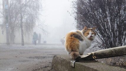 Fluffy cat in the village