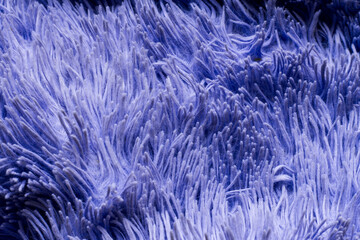 close-up achtergrond van een pluche plaid of vloerkleed in een modieuze tint van 2022 Very Peri volgens Pantone