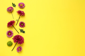 Beautiful chrysanthemums with leaves on yellow background, flat lay. Space for text