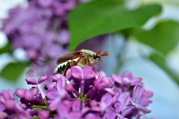 May beetle sits on the flowers of fluffy lilacs.