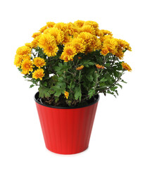 Beautiful yellow chrysanthemum flowers in red pot on white background