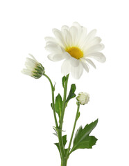 Beautiful fresh tender chrysanthemum isolated on white