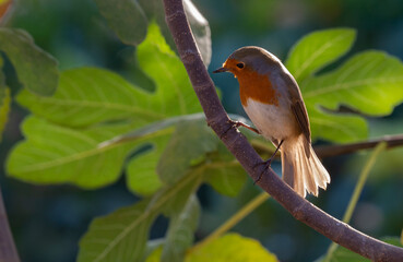 European Robin perched on a branch in the garden ( Erithacus rubecula )