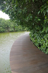 boardwalk on the edge of a mangrove swamp