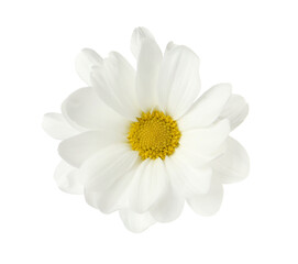 Fototapeta premium Beautiful fresh chrysanthemum flower on white background