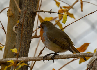 European Robin perched on a branch in the garden ( Erithacus rubecula )