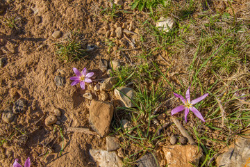Typical mediterranean flowers on dry ground due to mediterranean climate near Betlém at Mallorca island, Balearic islands, Mediterranean Sea, Spain