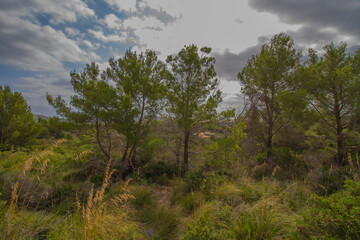 Landscape of the Sierra de Tramuntana near Puerto de Pollensa (Port de Pollensa) with typical mediterranean vegetation, Mallorca island, Balearic islands, Spain