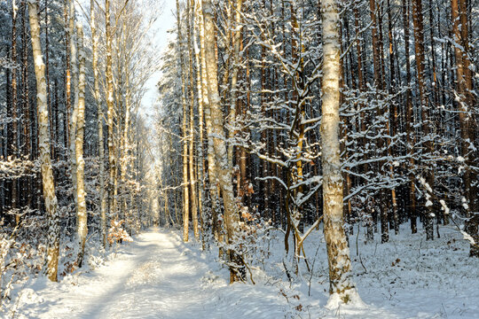 Winter forest landscape. Forest road with snow and birch trees.