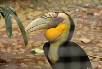 Rhyticeros undulatus, The wreathed hornbill is a tropical bird include  Indonesia of the hornbill family Bucerotidae, also called bar pouched wreathed hornbill due to its distinctive blue black band 