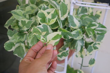 Fototapeta na wymiar Beautiful house plant named Hoya carnosa Krimson Queen