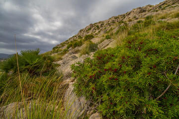 Fototapeta na wymiar Landscape of the Sierra de Tramuntana near Puerto de Pollensa (Port de Pollensa) with typical mediterranean vegetation, Mallorca island, Balearic islands, Spain