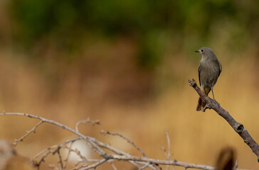 Beautiful shots of the Black Redstart bird perched on the tree branch in the nature environment at noon ( Phoenicurus ochruros )