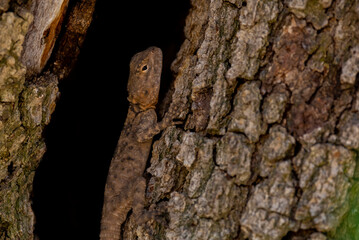lizard standing between two trees in nature environment