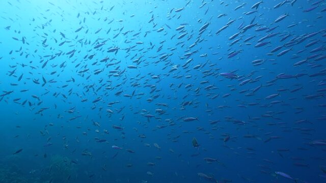 Seascape with School of Boga Fish in the coral reef of the Caribbean Sea, Curacao
