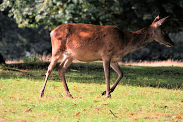 A view of a Red Deer