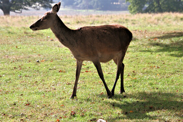 A view of a Red Deer