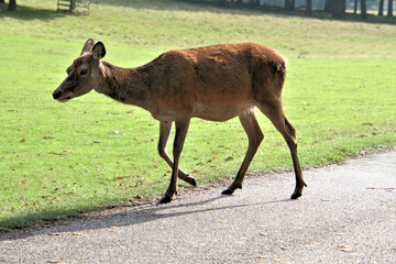 A view of a Red Deer