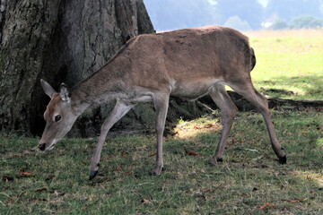 A view of a Red Deer