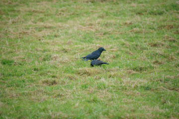 carrion crow (corvi) feeding in lush green grass