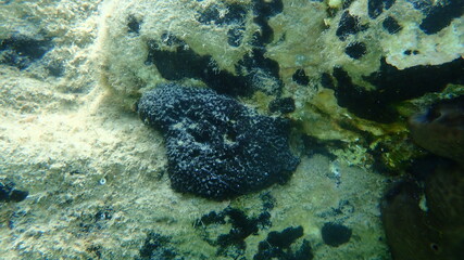 Black leather sponge (Sarcotragus spinosulus) undersea, Aegean Sea, Greece, Halkidiki
