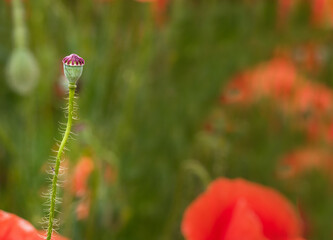 close-up of poppy stem with seed pod on blurred green background. Details of a poppy flower without...