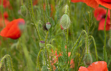 Obraz premium selective focus on poppies buds. Floral background with seasonal flowers.