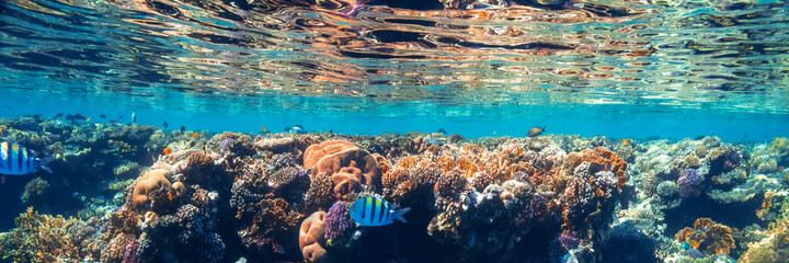 Naklejka na ściany i meble underwater coral reef on the red sea