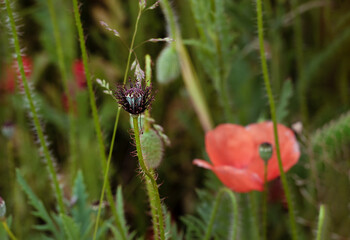 poppy flower without petals with stamens close-up around seed pod on blurred background of green meadow