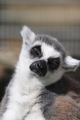 ワオキツネザル