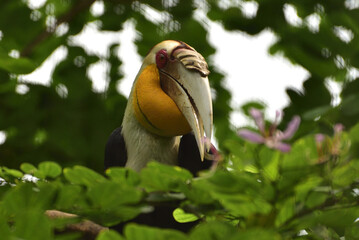Male Rhyticeros undulatus, The wreathed hornbill is a tropical bird include  Indonesia of the hornbill family Bucerotidae, also called bar pouched wreathed hornbill 