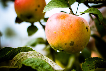 Closeup photo of some ripe yellow apples hanging on a brunch in summer garden. Bright sunlight on juicy colorful apple