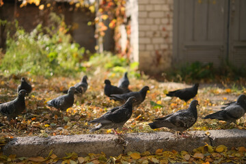 Pigeons at Beautiful summer panorama of old town