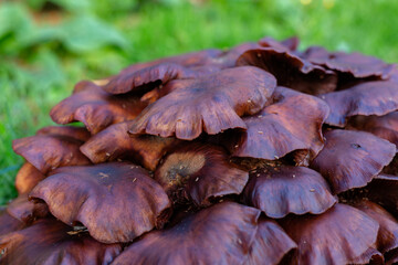 Wild Physalacriaceae fungus in long grass. Selective focus