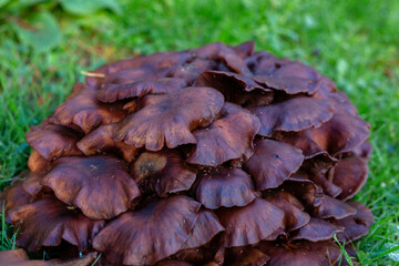 Wild Physalacriaceae fungus in long grass. Selective focus