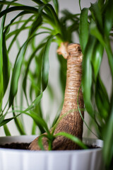 Beaucarnea palm
