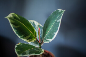 Focus Elastica Tineke