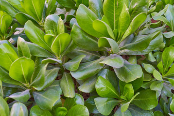 Pittosporum tobira grows in the garden