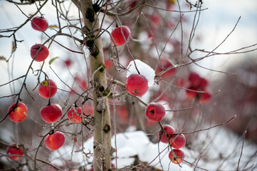 Winter apples hanging on a trees with snow in an orchard