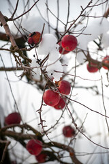 Winter apples hanging on a trees with snow in an orchard