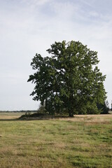 tree in the field