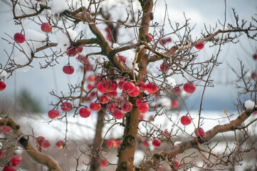 Winter apples hanging on a trees with snow in an orchard