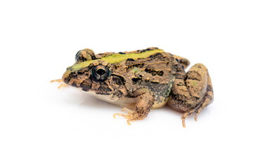 Fototapeta premium Image of brown frog isolated on white background. Pelophylax ridibundus. Animal. Amphibians