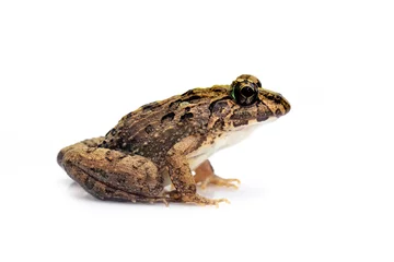 Poster Image of brown frog isolated on white background. Pelophylax ridibundus. Animal. Amphibians © yod67